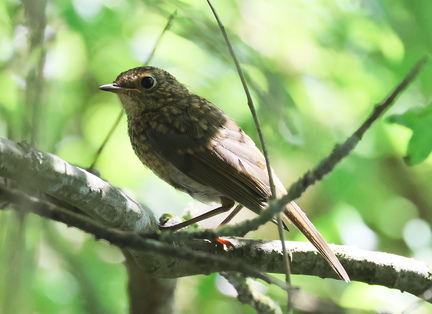 Erithacus rubecula-6