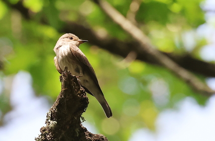 Muscicapa striata-2