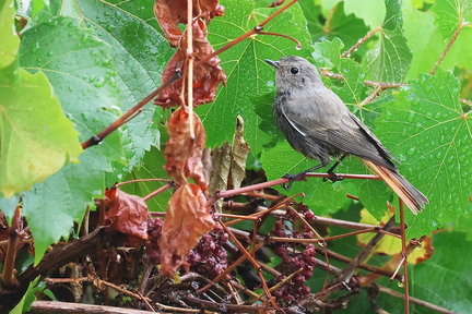 Phoenicurus ochruros-61
