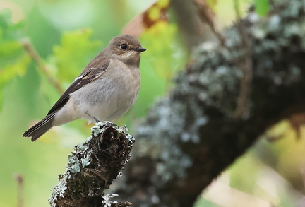 Ficedula hypoleuca-2