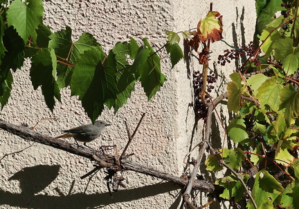 Phoenicurus ochruros-63