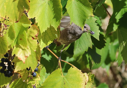 Phoenicurus ochruros-64