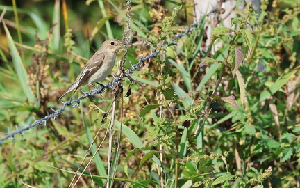 Ficedula hypoleuca-3