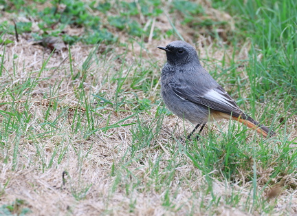 Phoenicurus ochruros-66