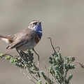 Luscinia svecica-83