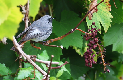 Phoenicurus ochruros-67