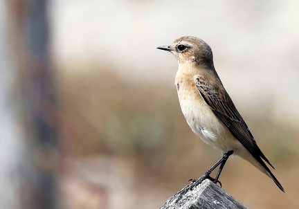 Oenanthe oenanthe-71