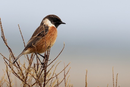 Saxicola rubicola-71