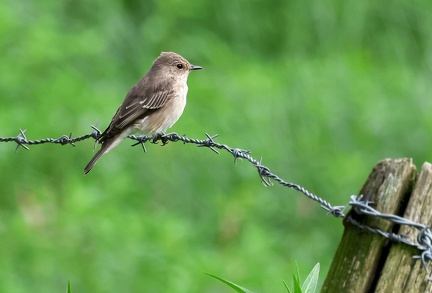 Muscicapa striata-1
