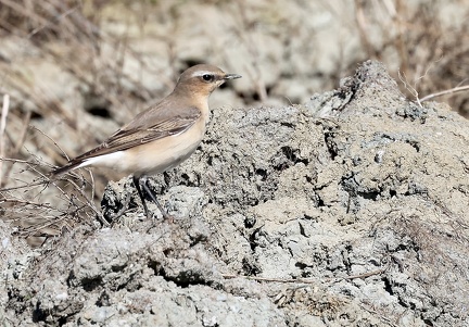 Oenanthe oenanthe-61