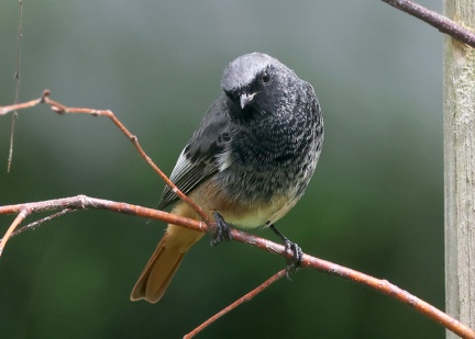 Phoenicurus ochruros-5