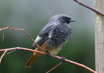 Phoenicurus ochruros-51