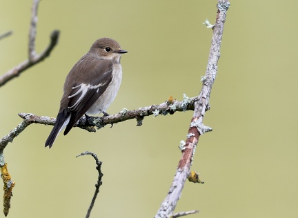 Ficedula hypoleuca-1