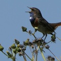 Luscinia svecica