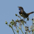 Luscinia svecica-1