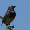 Luscinia svecica-2