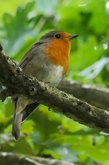 Erithacus rubecula