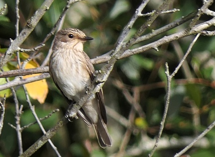 Muscicapa striata