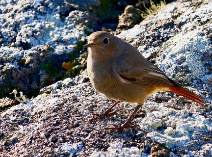 Phoenicurus ochruros-2