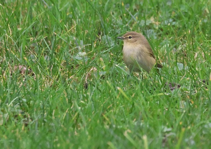 Phylloscopus collybita-4