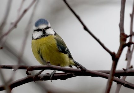 Cyanistes caeruleus-3