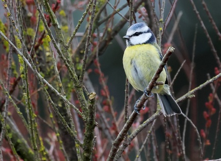 Cyanistes caeruleus