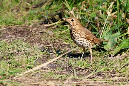 Turdus philomelos