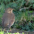 Turdus philomelos-3