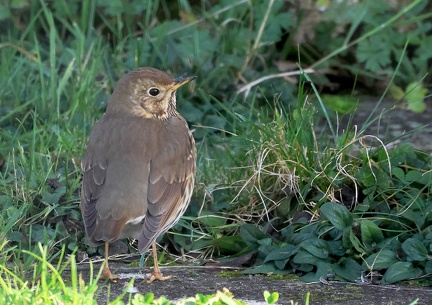 Turdus philomelos-3