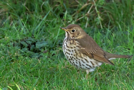 Turdus philomelos-31