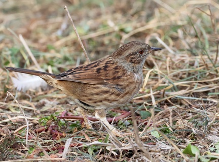 Prunella modularis-7