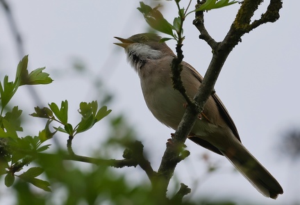 Sylvia atricapilla-5