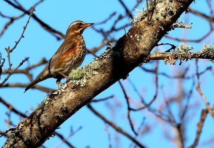 Turdus iliacus