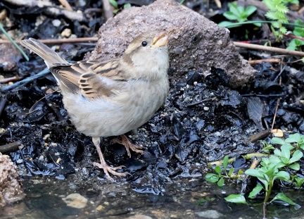 Passer domesticus-01