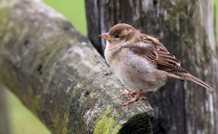 Passer domesticus