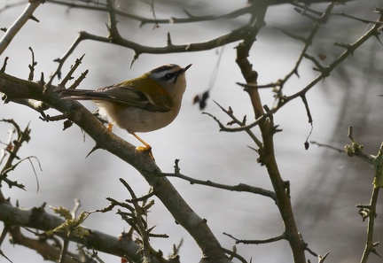 Regulus ignicapilla-3