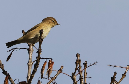 Phylloscopus collybita-9
