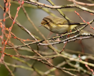 Phylloscopus collybita