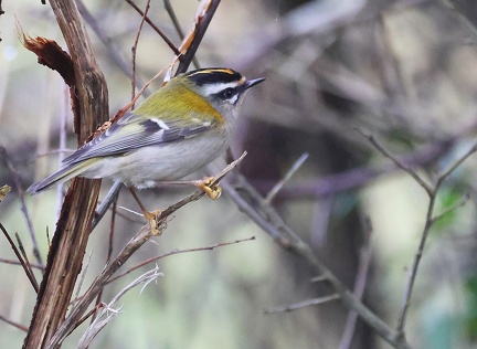 Regulus ignicapilla-41