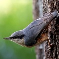 Sitta europaea