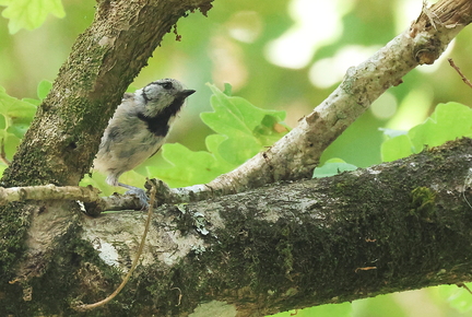 Lophophanes cristatus-1