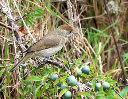 Sylvia atricapilla-2