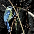 Cyanistes caeruleus-1