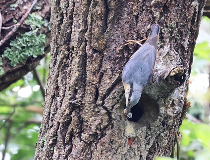 Sitta europaea-86