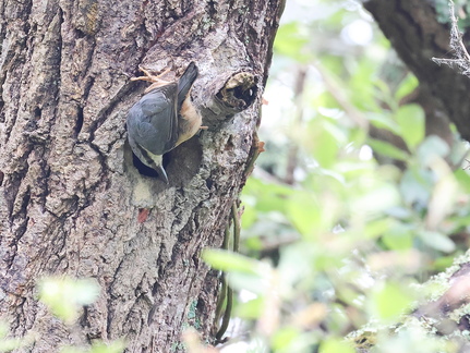 Sitta europaea-88