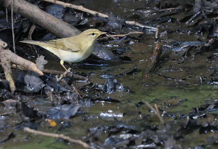 Phylloscopus trochilus-2