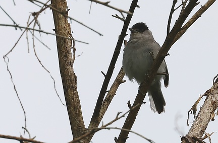 Sylvia atricapilla-4