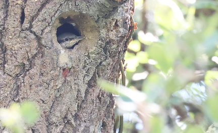 Sitta europaea-93