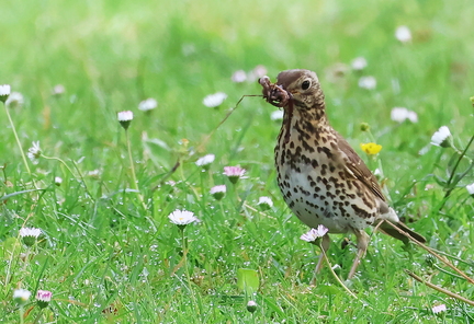 Turdus philomelos-40