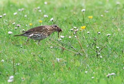 Turdus philomelos-41